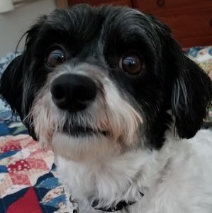 Meet your Posher, Tulip